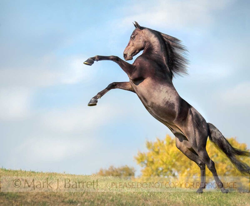 8403B(2).jpg :: Morgan Horse stallion