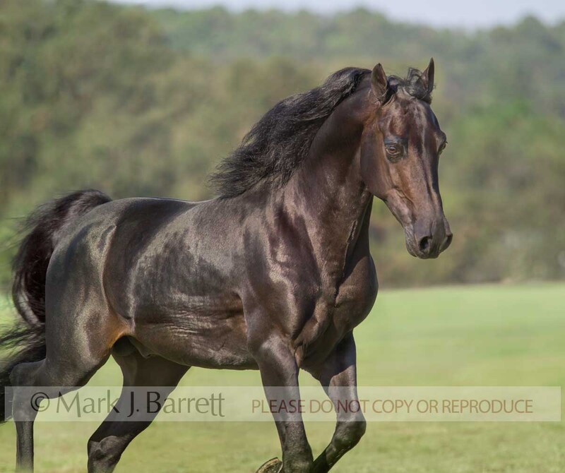 8403G-1.jpg :: adult male Morgan horse stallion action portrait in green field