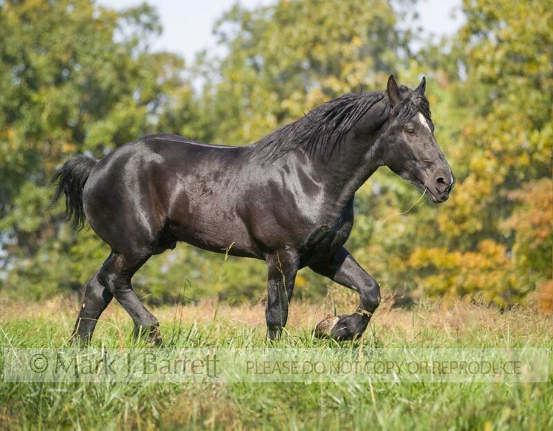 8405J-1.jpg :: adult male Percheron Draft Horse stallion runs across autumn  field