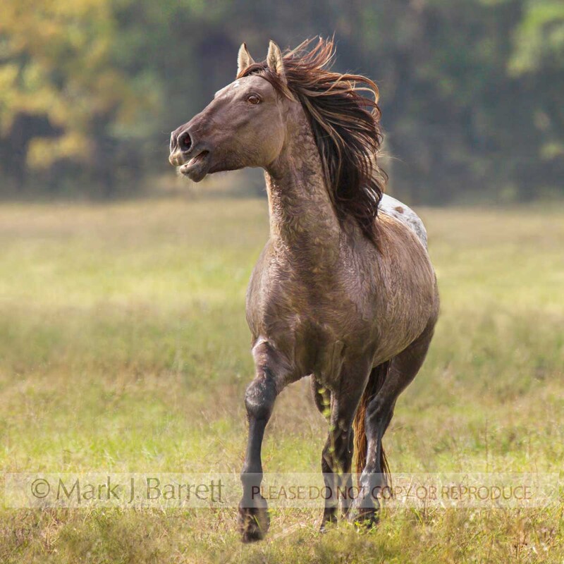 8409-1.jpg :: adult male appaloosa coat Spanish Mustang stallion runs head on in field