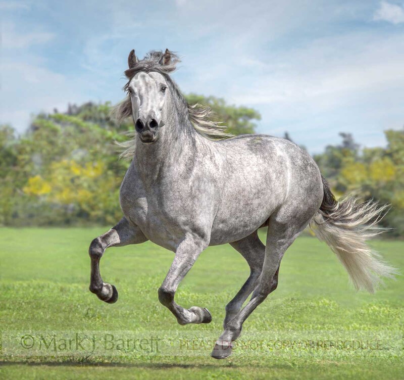 8422D-1(1).jpg :: Andalusian stallion HORSE GALLOPING IN GRASS FIELD