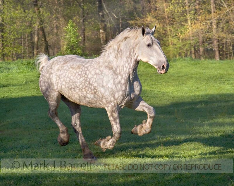 8426-1(1).jpg :: Grey Percheron Draft Horse gallops across paddock