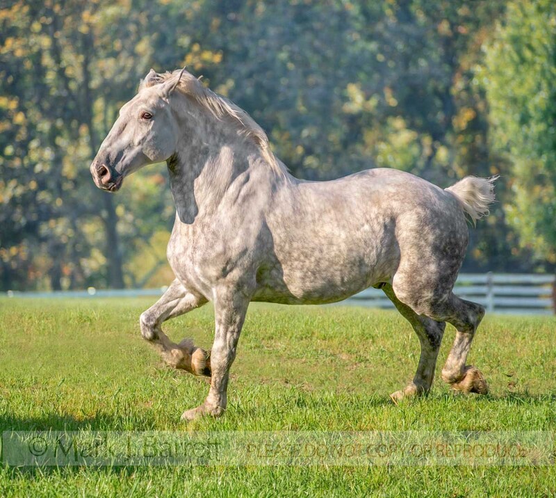 8426D2(1).jpg :: Percheron Draft Horse adult male in grass paddock