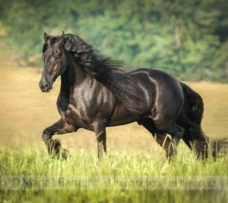 8429B-2(1).jpg :: 12 year old Friesian horse stallion.
