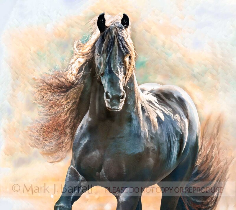 8429S-4C.jpg :: Adult male Friesian horse stallion.portrait