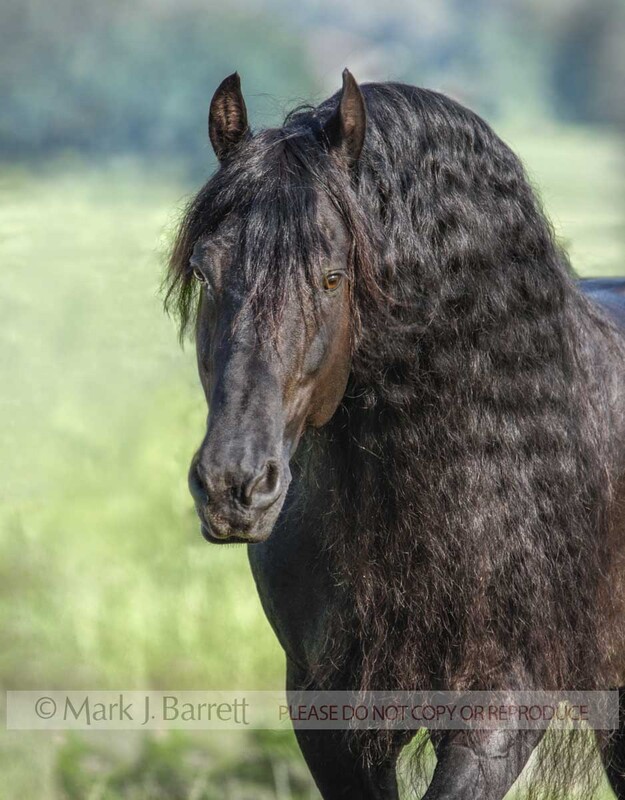 8430M-1.jpg :: 12 year old adult male Friesian horse stallion portrait in field