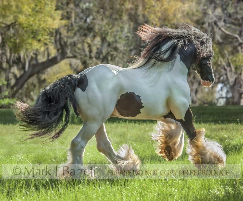 8441A.jpg :: adult male Gypsy Vanner Horse stallion runs across grass field