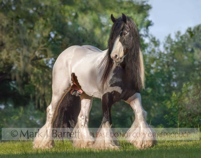 8443E.jpg :: adult male Gypsy Vanner Horse stallion runs across grass field