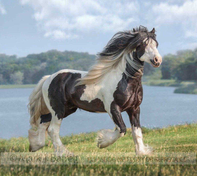 8445R1(1).jpg :: Gypsy Vanner Horse stallion
