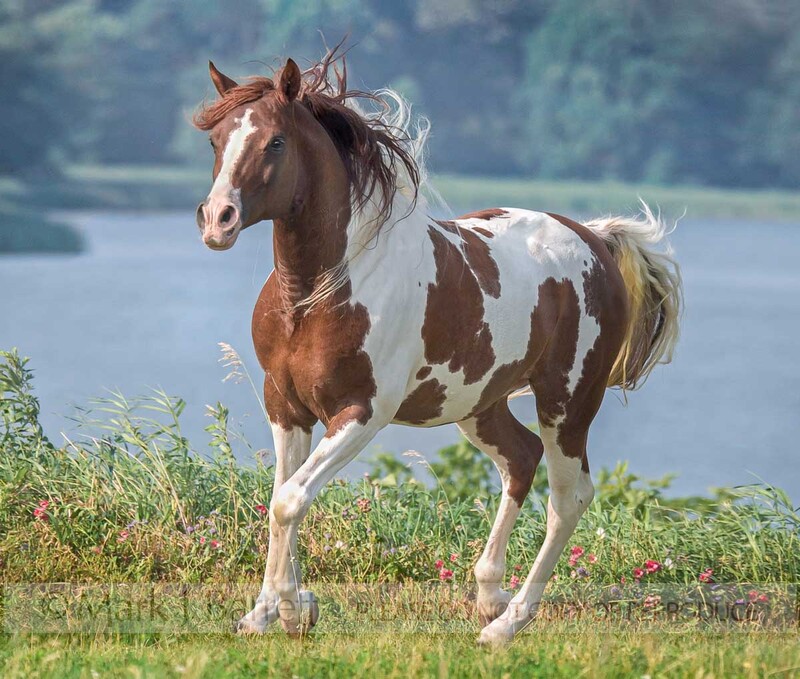 8446E(1).jpg :: adult male Paint Horse gelding runs in meadow by lake water