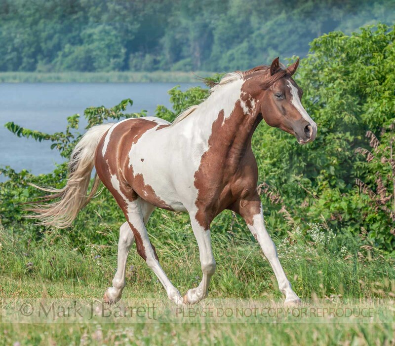 8446G(2).jpg :: adult male Pinto Arabian horse gelding trots in grass field