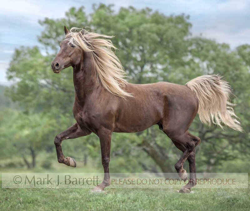 8452F-2.jpg :: adult male Rocky Mountain Horse stallion trots across grass paddock
