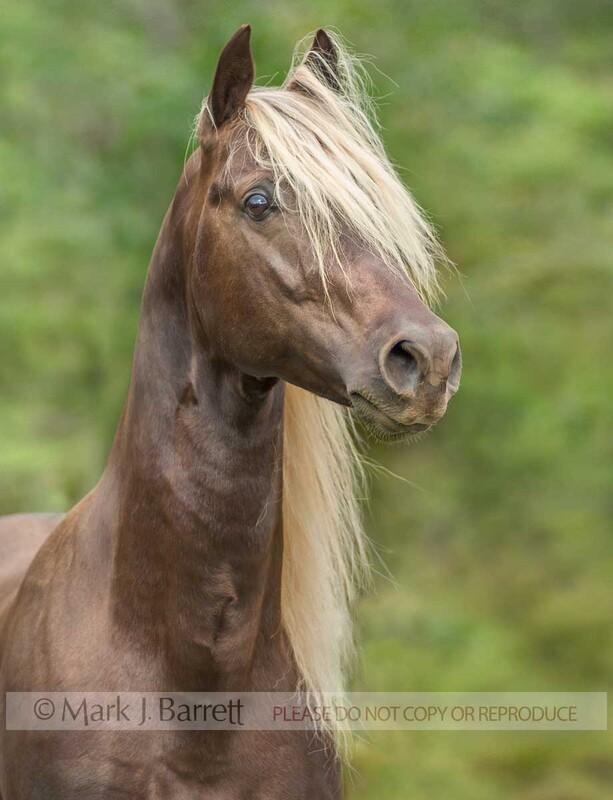 8452P.jpg :: adult male Rocky Mountain Horse gelding portrait in autumn foliage