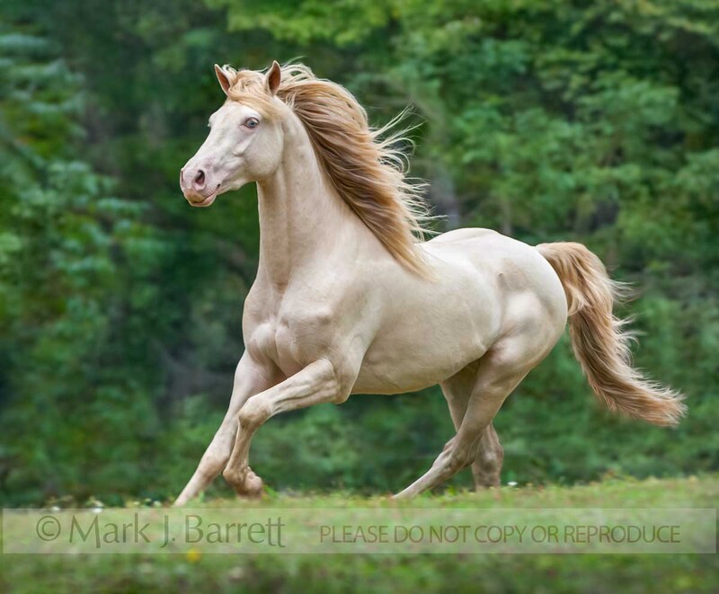 8453H-1(1).jpg :: adult male Rocky Mountain Horse colt trots over rise in grass field