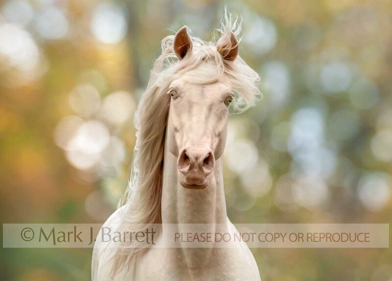 8453Q2.jpg :: young adult male  Rocky Mountain Horse gelding ACTION PORTRAIT