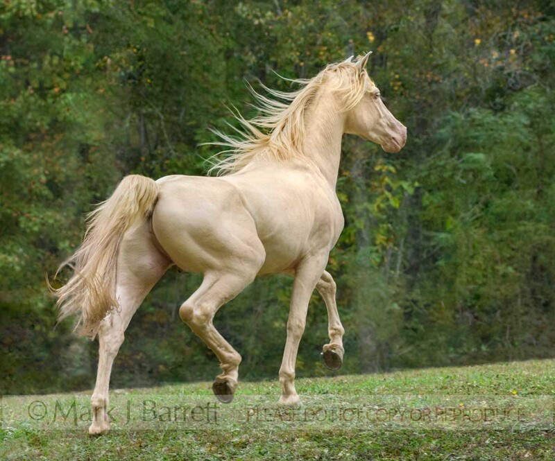 8453R-1(1).jpg :: Rocky Mountain Horse  gelding trots in treed area.