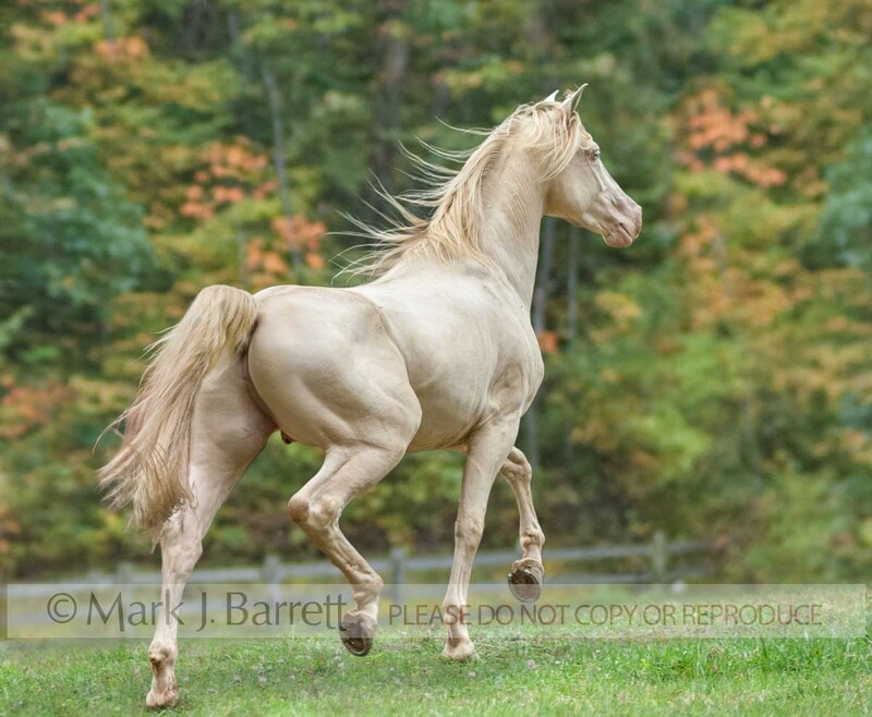 8453R-2.jpg :: young adult male Rocky Mountain Horse  gelding trots in autumn field