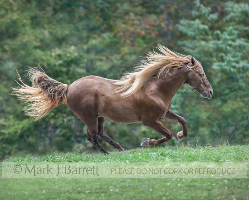 8455H-1.jpg :: adult male Rocky Mountain Horse runs across grass field with mane and tail flying