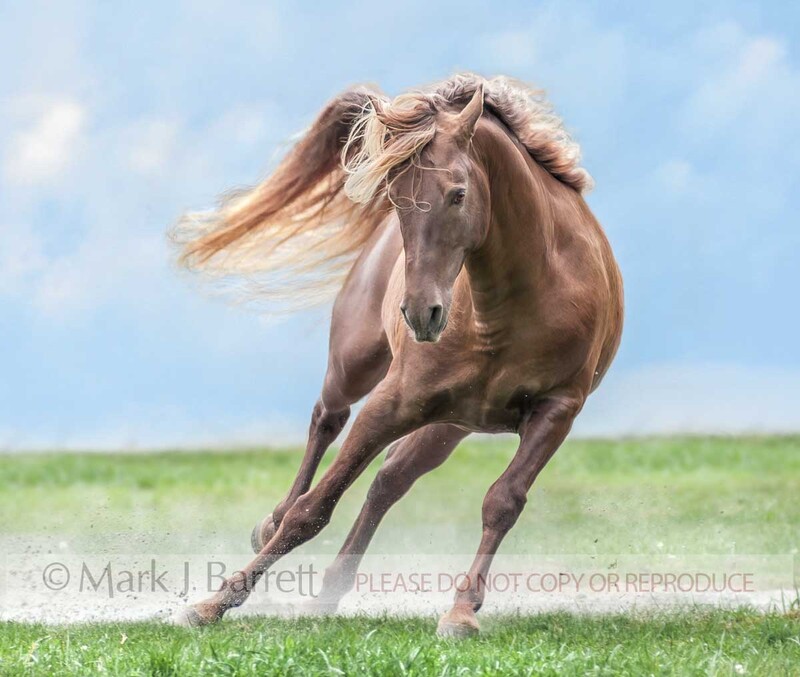 8455P(1).jpg :: adult male Rocky Mountain Horse stallion runs in open grass field