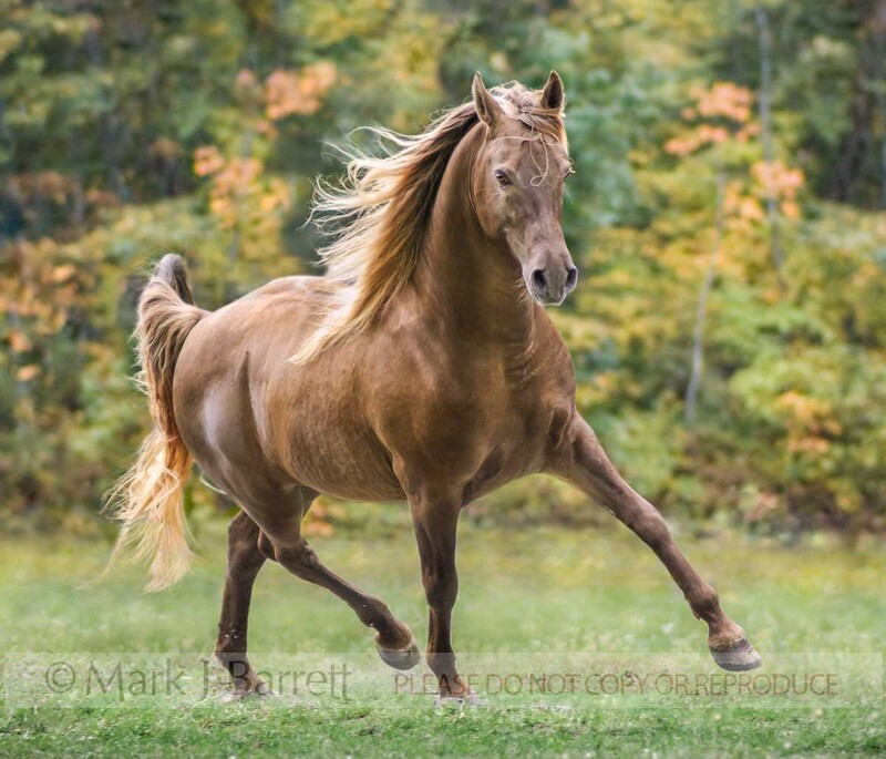 8456F(1).jpg :: Rocky Mountain Horse gelding