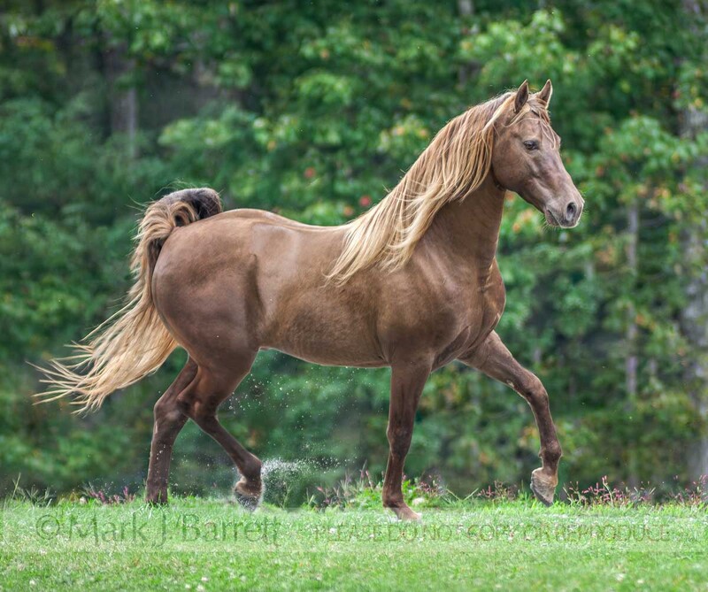 8457H-1(2).jpg :: adulkt male Rocky Mountain Horse gelding romps in grass field with autumn foliage