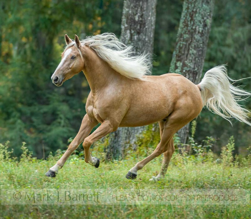 8458C-1(1).jpg :: Palomino horse gelding
