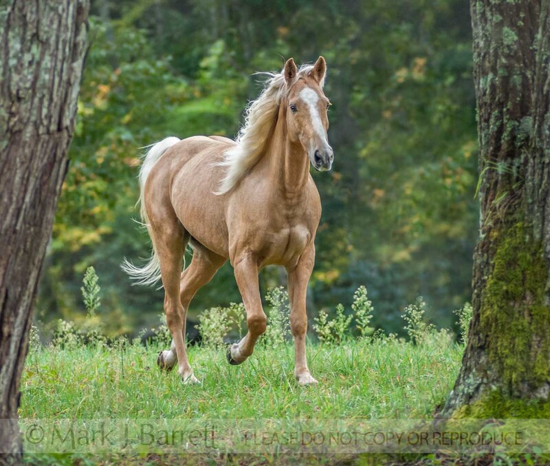 8458J-1(1).jpg :: Palomino horse gelding
