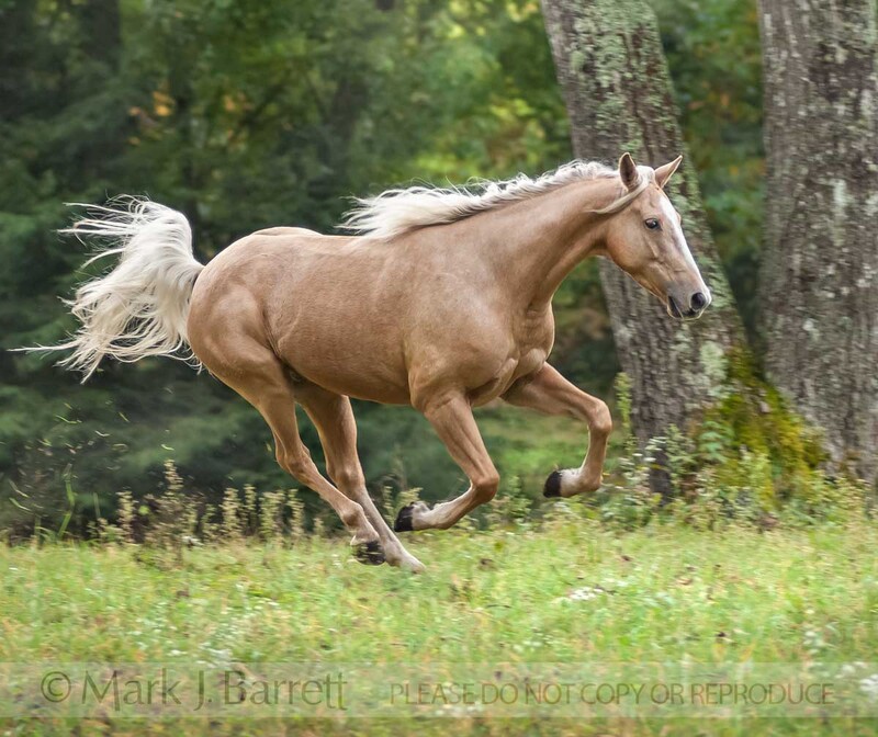 8458V-1(1).jpg :: Palomino Mustang horse gelding gallops across elevated meadow with wildflowers