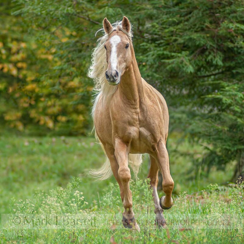 8458X-1(1).jpg :: Palomino pony gelding