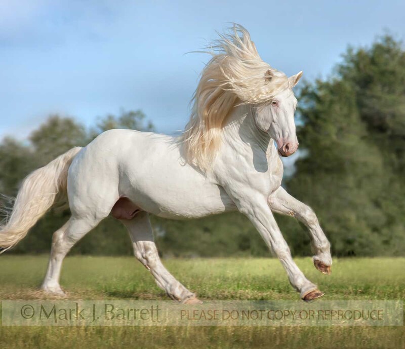 8459A1(1).jpg :: American White Draft Horse stallion