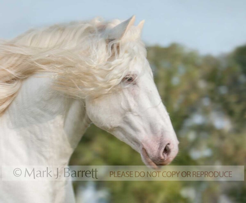 8459E1.jpg :: adult male American White Draft Horse had portrait in action
