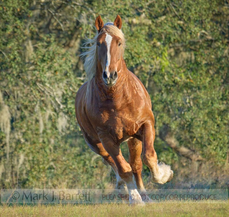 8464B-1(1).jpg :: adult male Belgian Draft Horse stallion gallops head on in grass field