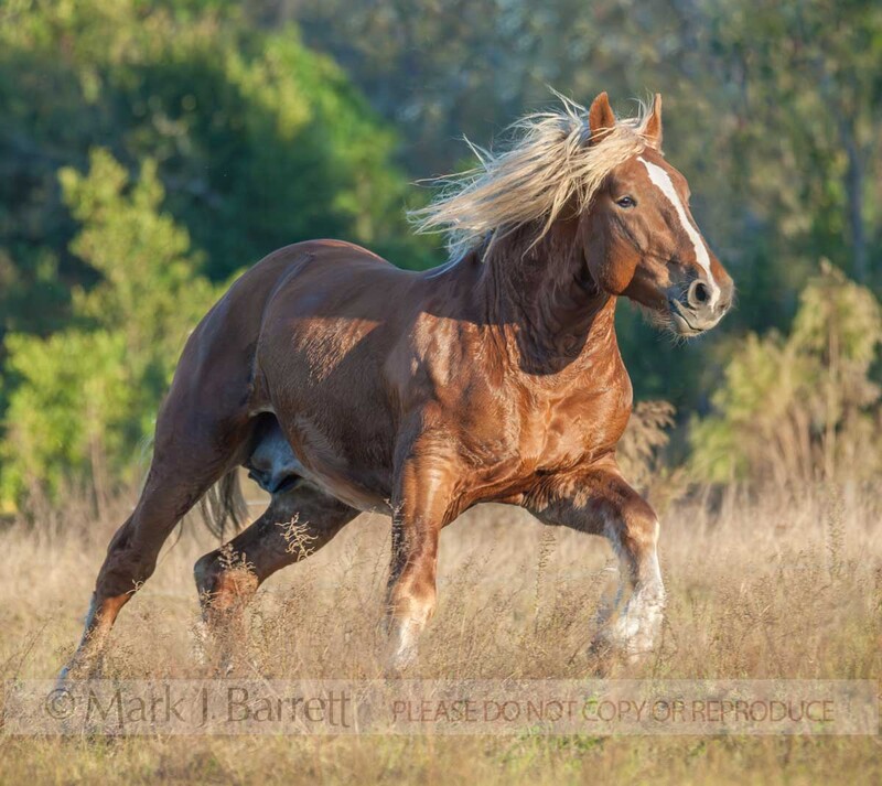 8464D(2).jpg :: sorrell color adult male Belgian Draft Horse stallion gallops in field