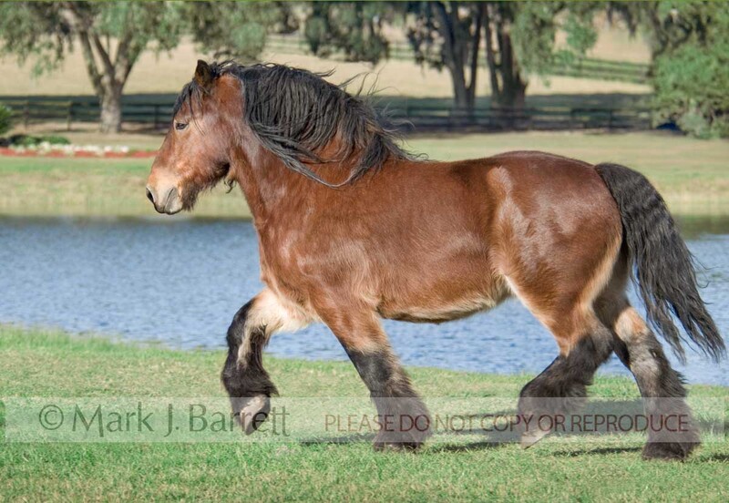 8465D.jpg :: adult male Ardennes gelding trots on grass in front of blue pond water
