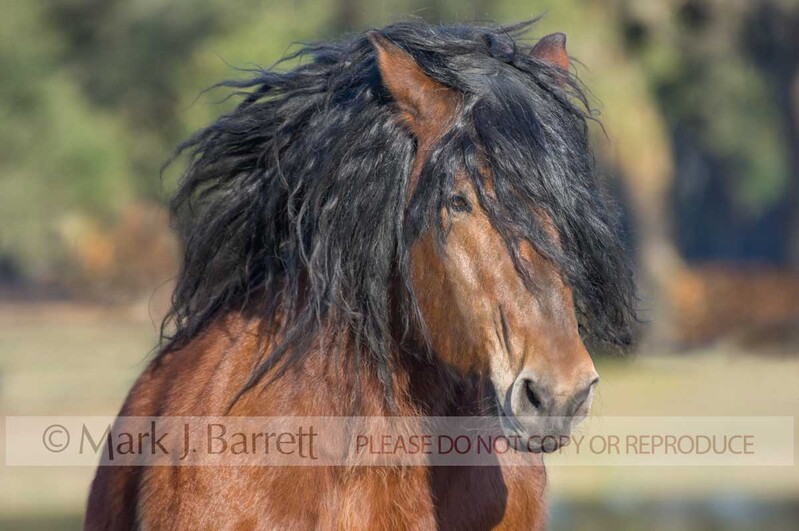 8465H.jpg :: adult male Ardennes stallion portrait in action