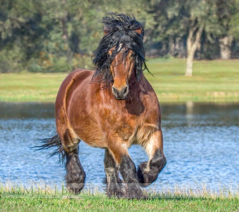 8465U-1(1).jpg :: Ardennes stallion trots in grass in front of blue pond water