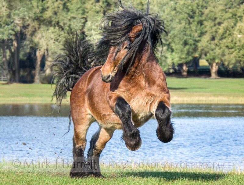 8466K-1(1).jpg :: Ardennes stallion trots in grass in front of blue pond water