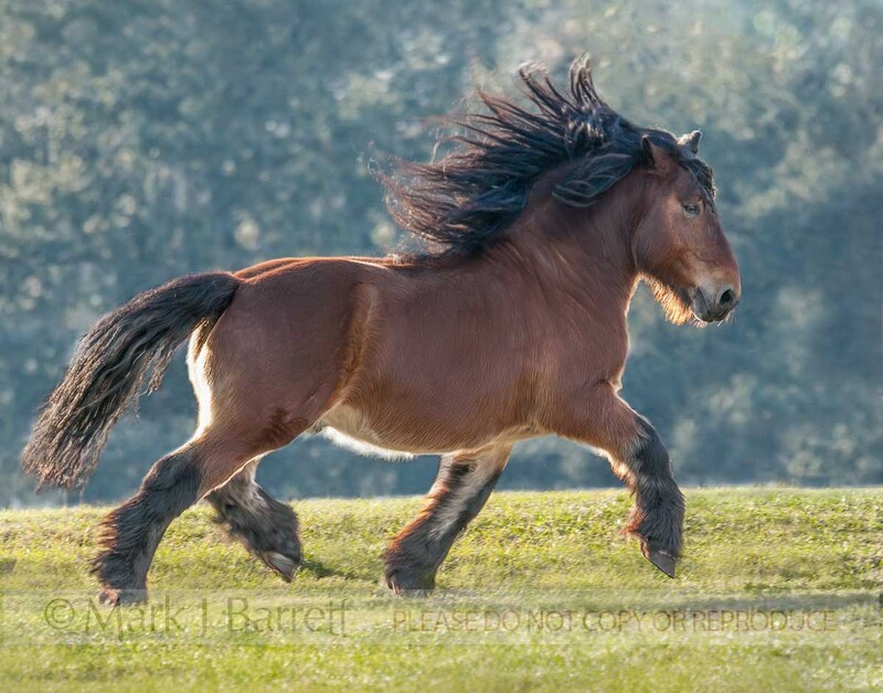 8467U-1(1).jpg :: adult male Ardennes stallion horse  trots across grass field
