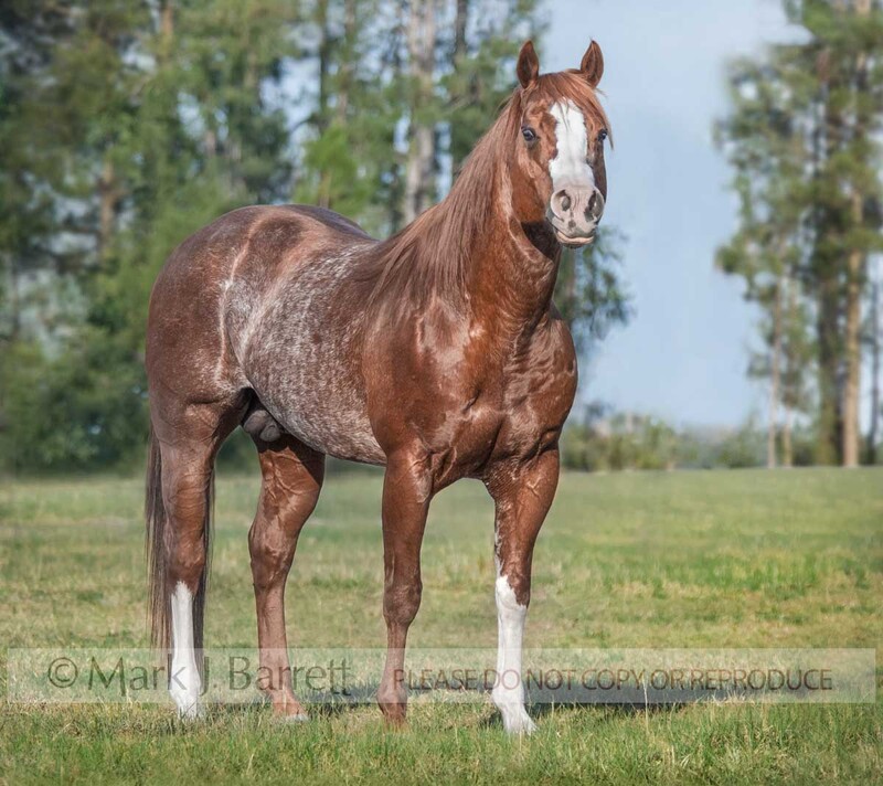 8474A-2.jpg :: adult male red roan American Quarter Horse stallion standing in grass field