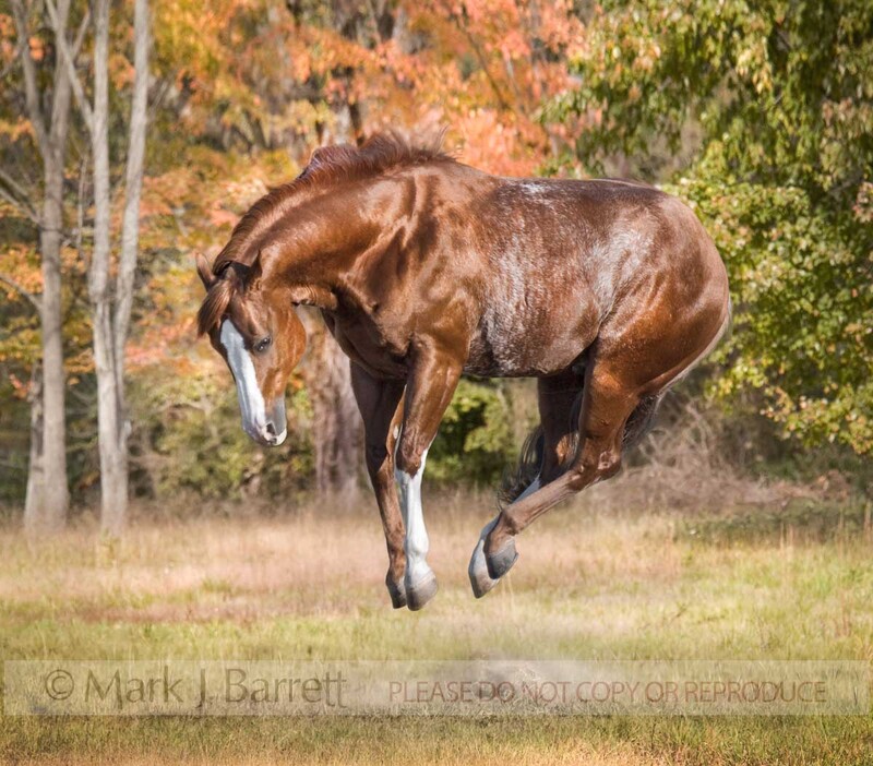 8474AC1.jpg :: Red roan colored American Quarter Horse stallion, jumps and bucks enthusiastically