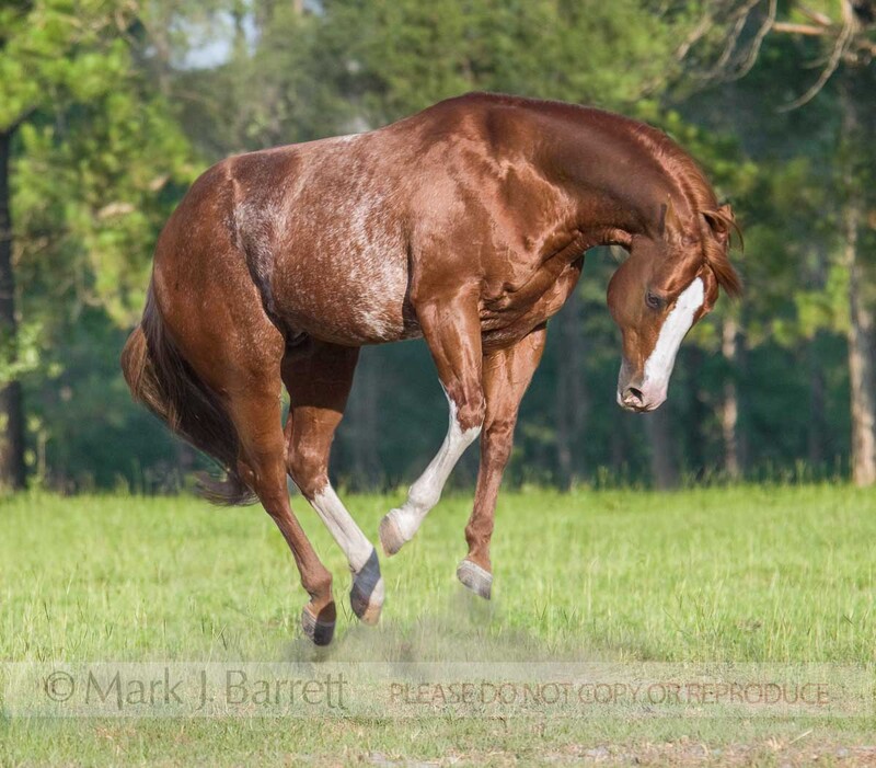 8474J(1).jpg :: Red roan colored American Quarter Horse stallion, jumps and bucks enthusiastically