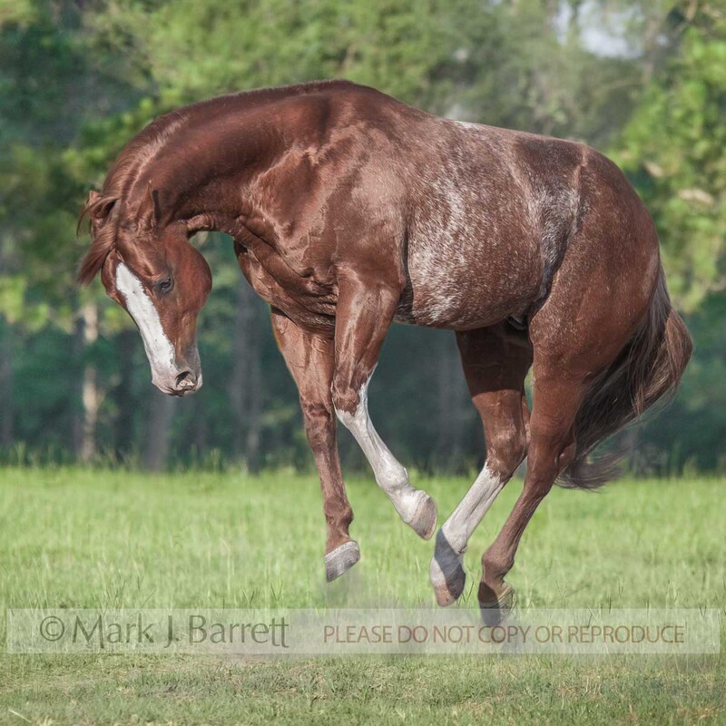 8474J.jpg :: adult male red roan colored American Quarter Horse stallion, jumps and bucks enthusiastically