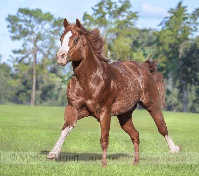 8474W-2(1).jpg :: Red roan colored American Quarter Horse stallion