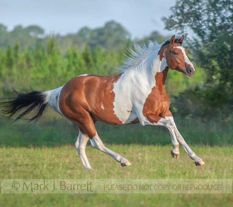 8475D-1(1).jpg :: American Paint Quarter Horse stallion