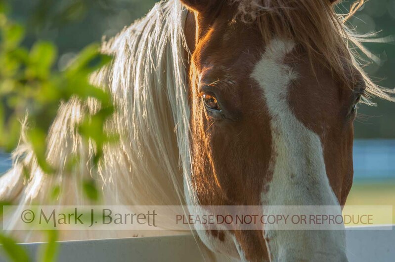 8476-5.jpg :: adult male Paint horse stallion peering over white fence with golden afternoon light