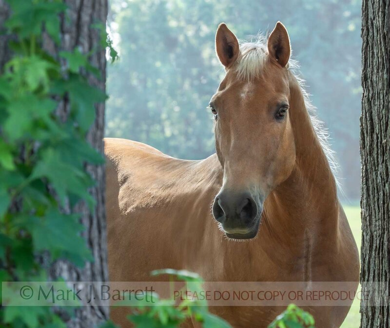 8477-1.jpg :: adult male palomino American Quarter Horse gelding stands and looks
