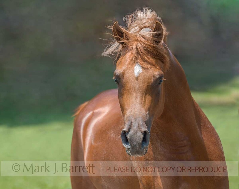 8483W-2(1).jpg :: adult male Arabian Horse stallion head in motion PORTRAIT