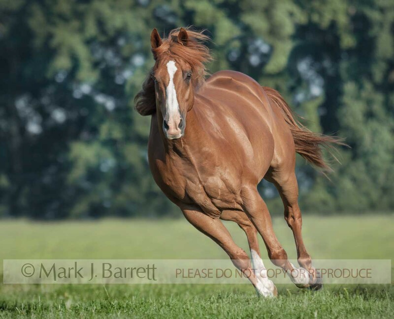 8490H1.jpg :: adult male chestnut American Quarter Horse gelding running head on in grass field