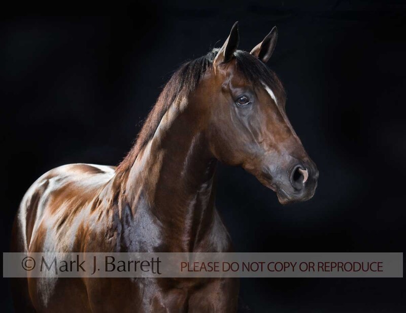 8494C(1).jpg :: adult male Thoroughbred horse stallion portrait on black