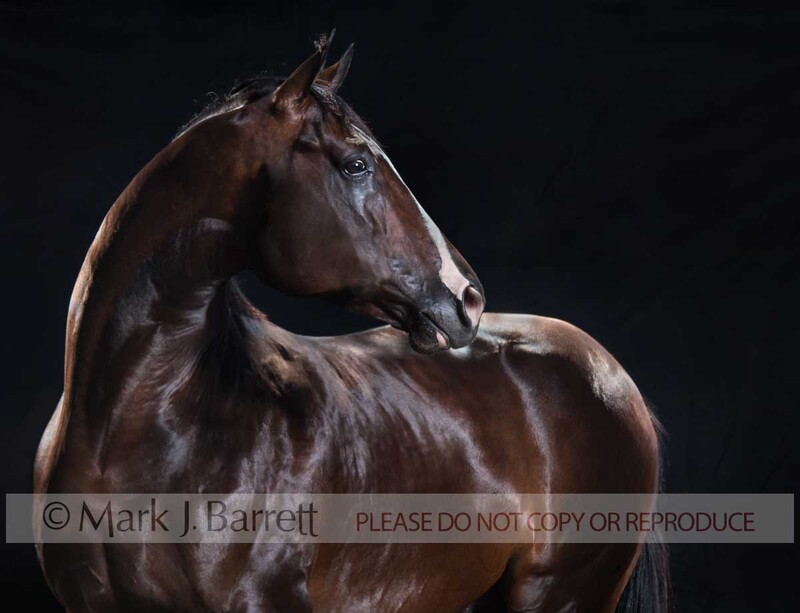 8494G.jpg :: adult male American Quarter horse stallion portrait on black background
